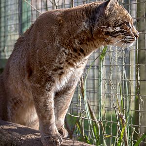 Tibetan golden cat : Thrigby Hall : 25 Mar 2016