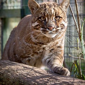 Tibetan golden cat : Thrigby Hall : 25 Mar 2016