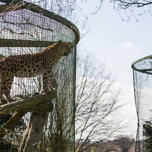 Amur leopard : Thrigby Hall : 25 Mar 2016