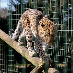 Amur leopard : Thrigby Hall : 25 Mar 2016