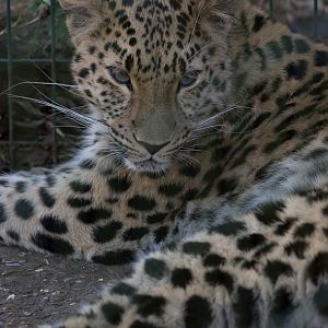 Amur leopard : Thrigby Hall : 25 Mar 2016