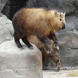 Mar. 2016 - Wildlife Canyon - Dale