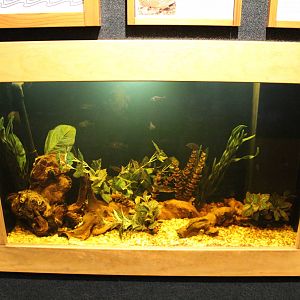 Mar. 2016 - Manatee Springs - Dollar Sunfish Tank (New)