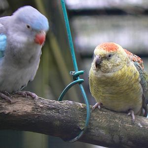 Princess-of-Wales Parakeet Mutation to the left, ID Please for the Parrot o