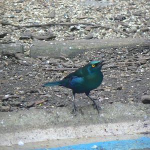 Starling ID - 26 March 2016, Pickering Park Aviaries