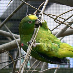 Yellow-crowned Amazon - 26 March 2016, Pickering Park Aviaries