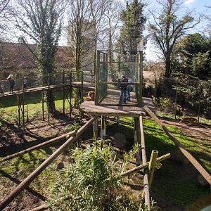 Sumatran tiger (exhibit) : Thrigby Hall : 25 Mar 2016