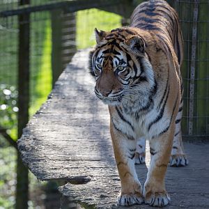 Sumatran tiger : Thrigby Hall : 25 Mar 2016