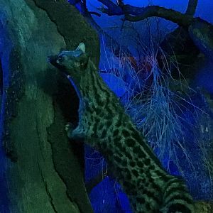 European Genet 140216