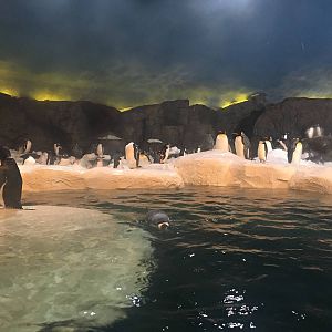 Penguin exhibit 140216