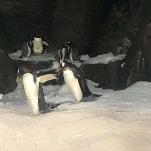 Penguin exhibit 140216