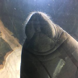 Antillean Manatee 140216