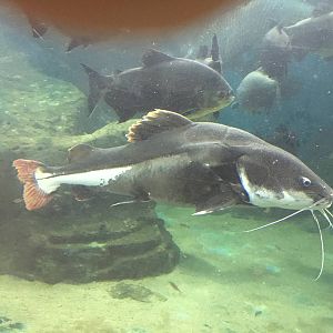 Red-tailed Catfish 140216
