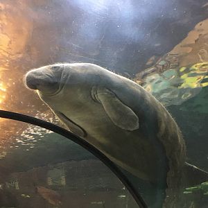 Antillean Manatee 140216