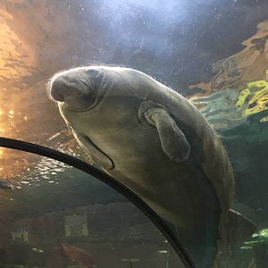 Antillean Manatee 140216