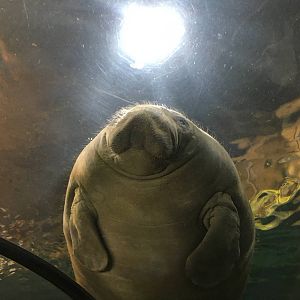 Antillean Manatee 140216