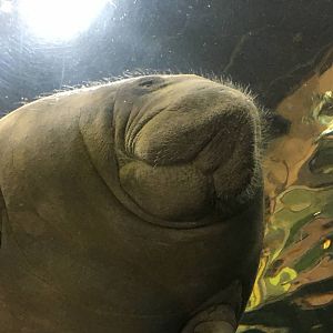 Antillean Manatee 140216