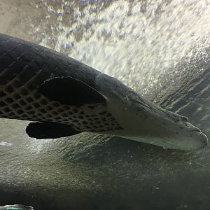 Arapaima 140216