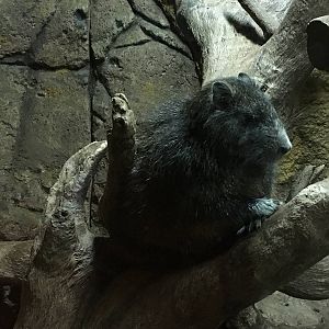 Desmarests Hutia 140216