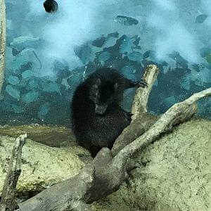 Desmarests Hutia 140216