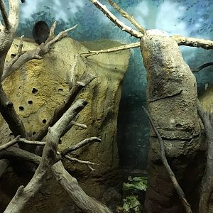 Desmarests Hutia enclosure 140216