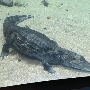 Spectacled Caiman 140216