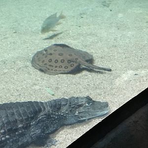 Spectacled Caiman 140216