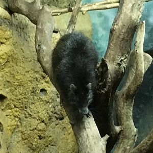 Desmarests Hutia 140216