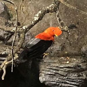 Andean Cock-of-the-rock 140216