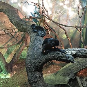 Goeldis Monkey 140216