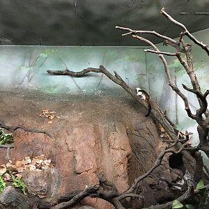Cottontop Tamarin enclosure 140216