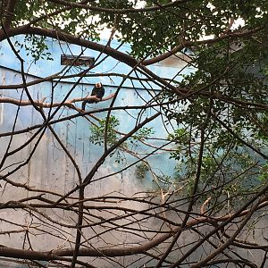 White-faced Saki 140216