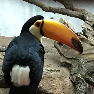 Toco Toucan 140216