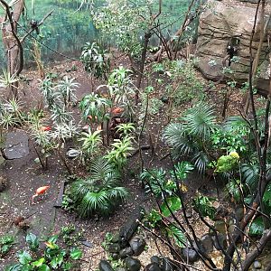 Jungle exhibit 140216