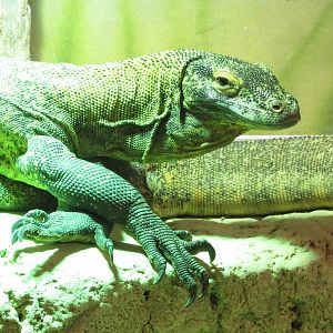 Komodo Dragon 140216