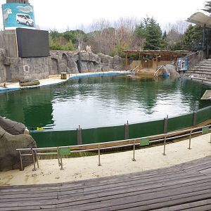 Pinniped pool 140216