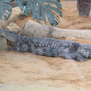 Nile Crocodile 140216