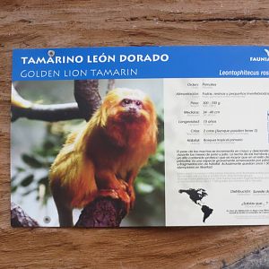 Golden Lion Tamarin sign 140216