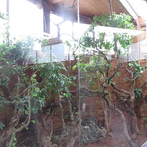 Golden Lion Tamarin enclosure 140216