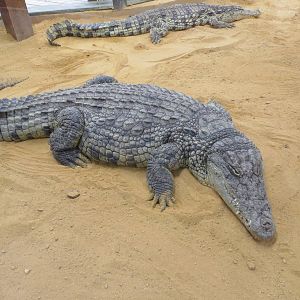 Nile Crocodile 140216