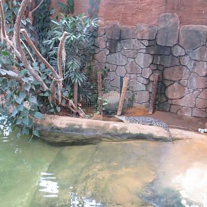 Nile Crocodile 140216