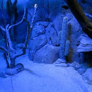 Skunk enclosure 140216