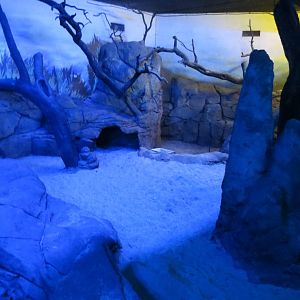 Aardvark enclosure 140216