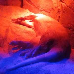 Aardvark 140216