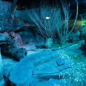 Ocelot enclosure 140216