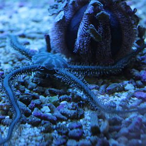 Ophiarachna incrassata