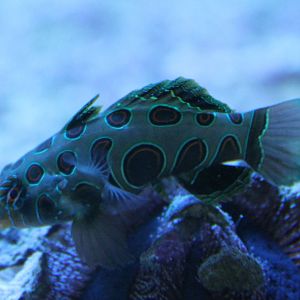 Synchiropus picturatus