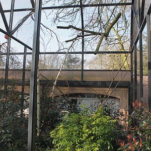 Aviary Regent parrot