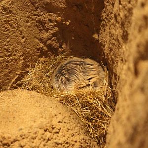 Fat-tailed gerbil - sleeping