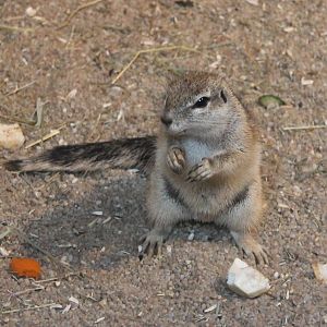 Cape ground squirrel